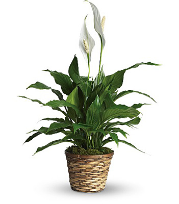 Simply Elegant Spathiphyllum from Bakanas Florist & Gifts, flower shop in Marlton, NJ